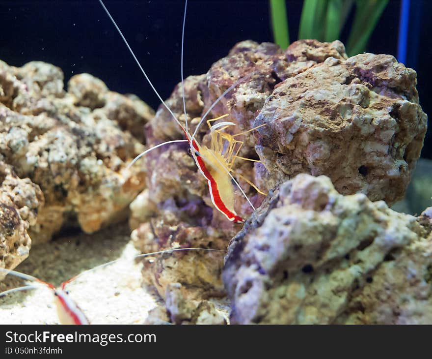 Amboin Cleaner Shrimp