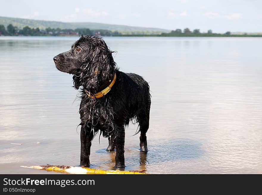 Dogs on the river bank. Dogs on the river bank