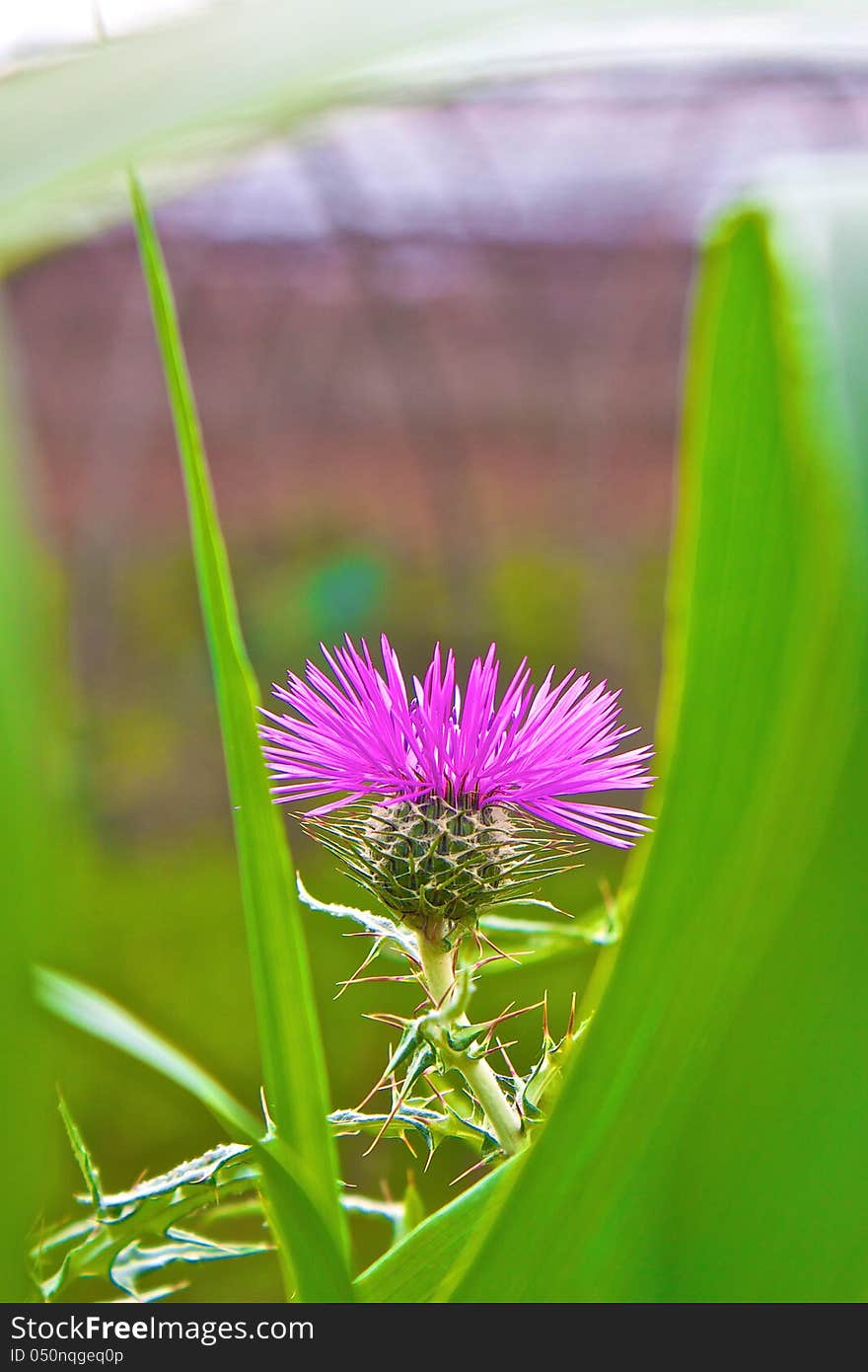 Wild Pink Flower