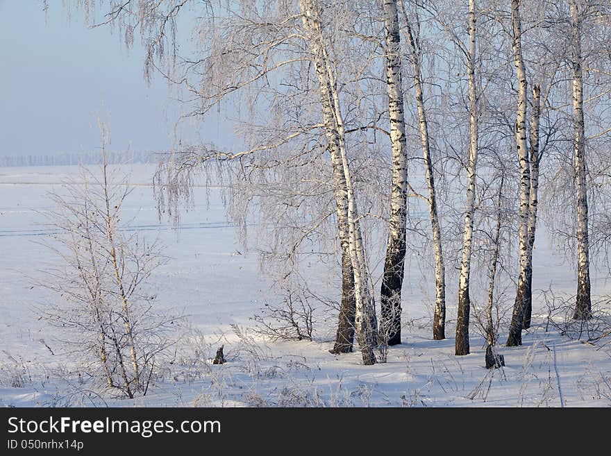 Winter Forest