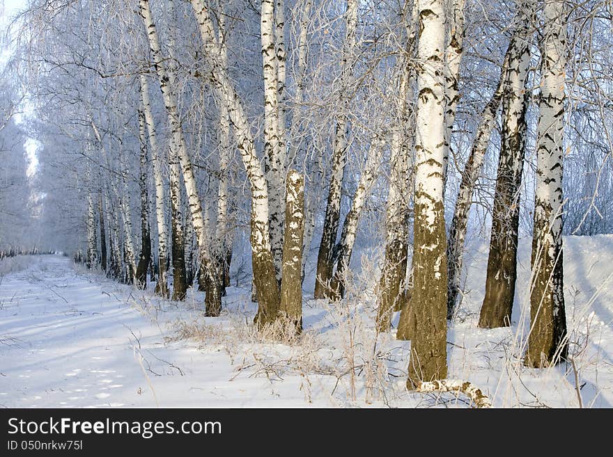 Winter Forest