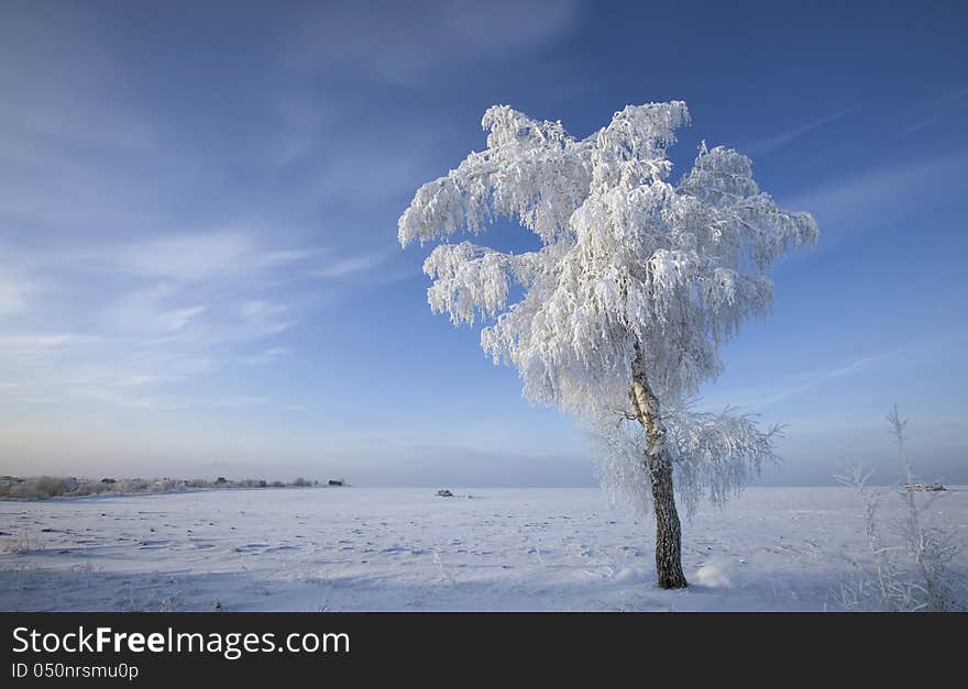 Winter Forest