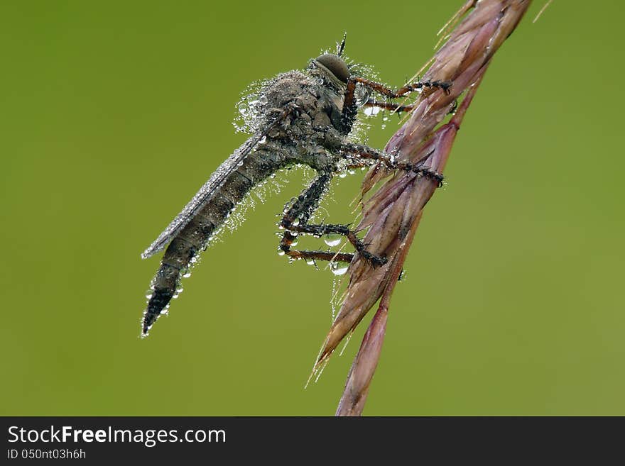 The Robber flies are powerfully built, bristly flies with short, sharp, stout sucking mouthparts. The Robber flies are powerfully built, bristly flies with short, sharp, stout sucking mouthparts.