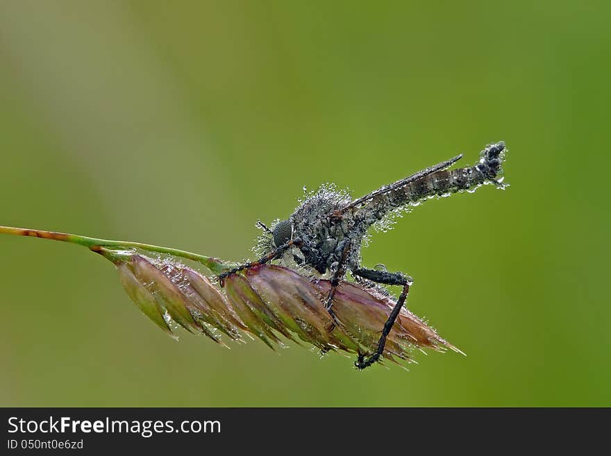 The Robber flies are powerfully built, bristly flies with short, sharp, stout sucking mouthparts. The Robber flies are powerfully built, bristly flies with short, sharp, stout sucking mouthparts.