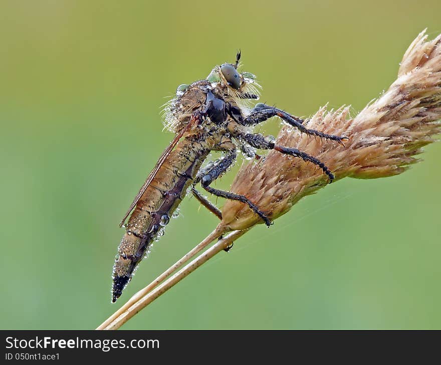 The Robber flies are powerfully built, bristly flies with short, sharp, stout sucking mouthparts. The Robber flies are powerfully built, bristly flies with short, sharp, stout sucking mouthparts.