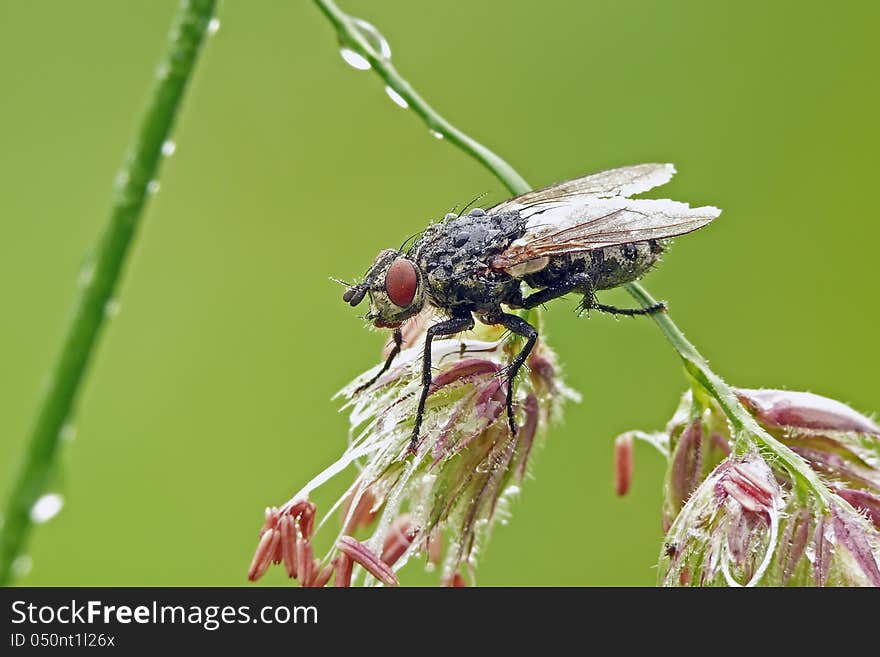 Flesh-fly