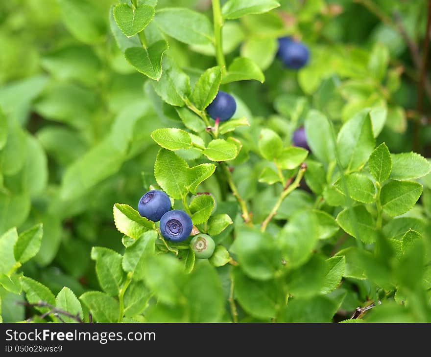 Blueberry bush in detail. Blueberry bush in detail.