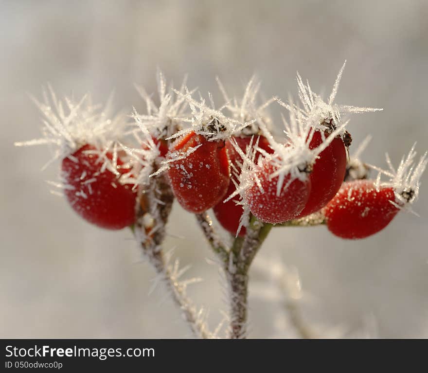 Winter Hawthorn berries