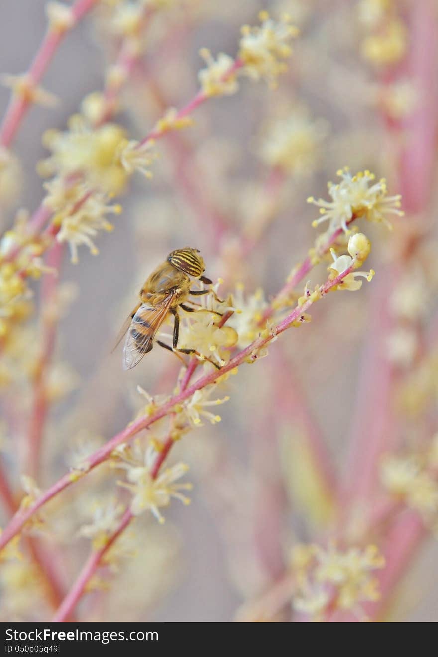 Macro image of hoverfly on a flower. Macro image of hoverfly on a flower