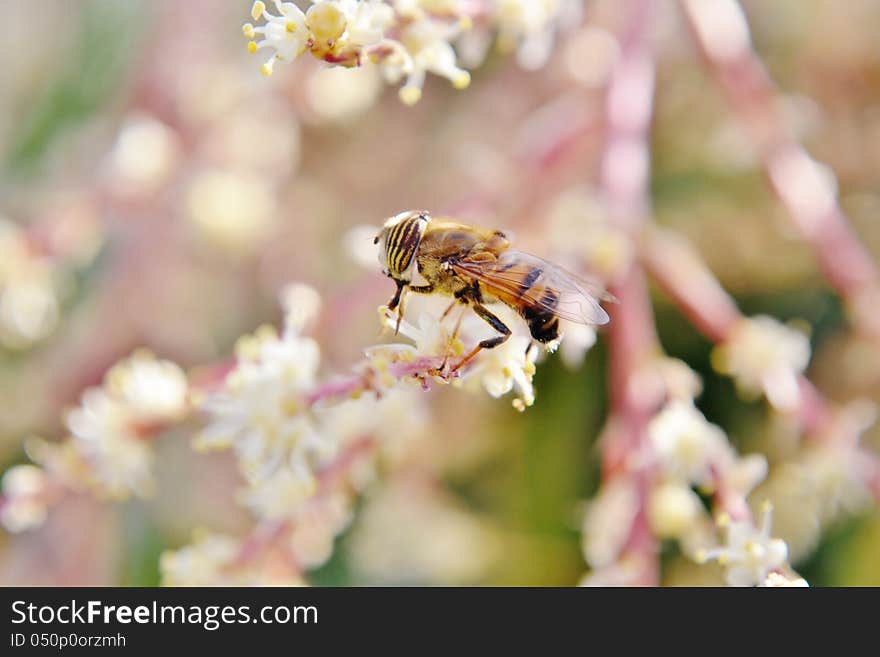 Macro image of hoverfly on a flower. Macro image of hoverfly on a flower