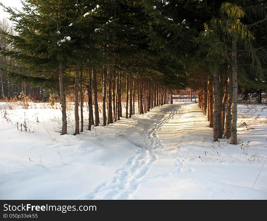 Trees on a alley