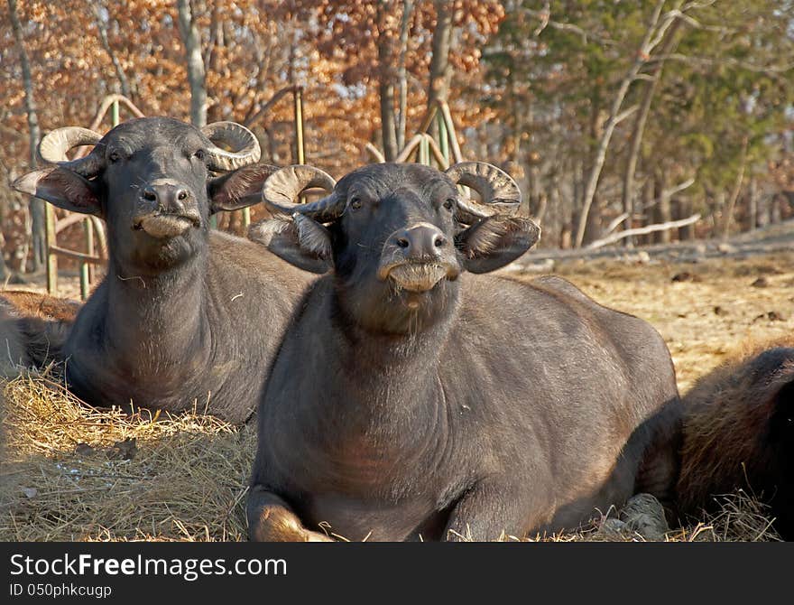 Water buffalo lie in the sun chewing their food. Water buffalo lie in the sun chewing their food.