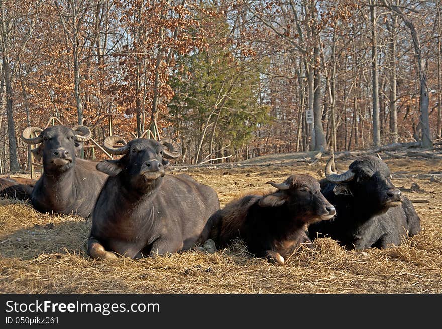 Water buffalo lie in the sun chewing their food. Water buffalo lie in the sun chewing their food.