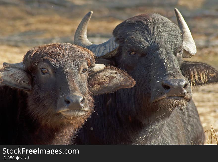 Water buffalo lie in the hot sun chewing.