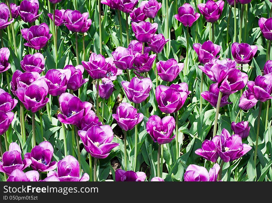 Plantation purple tulips. Closeup. See my other works in portfolio.