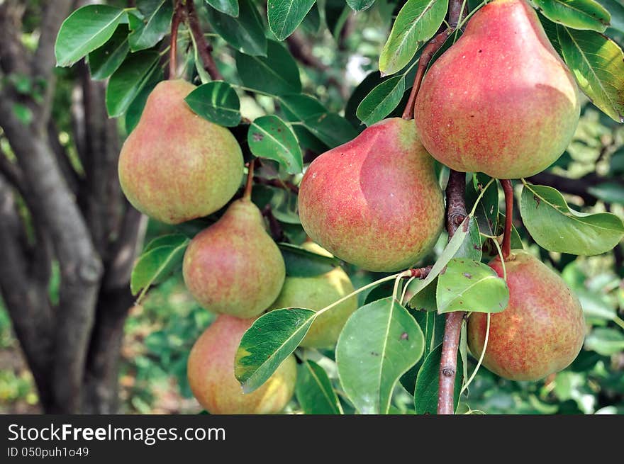 Close-up of ripe pears