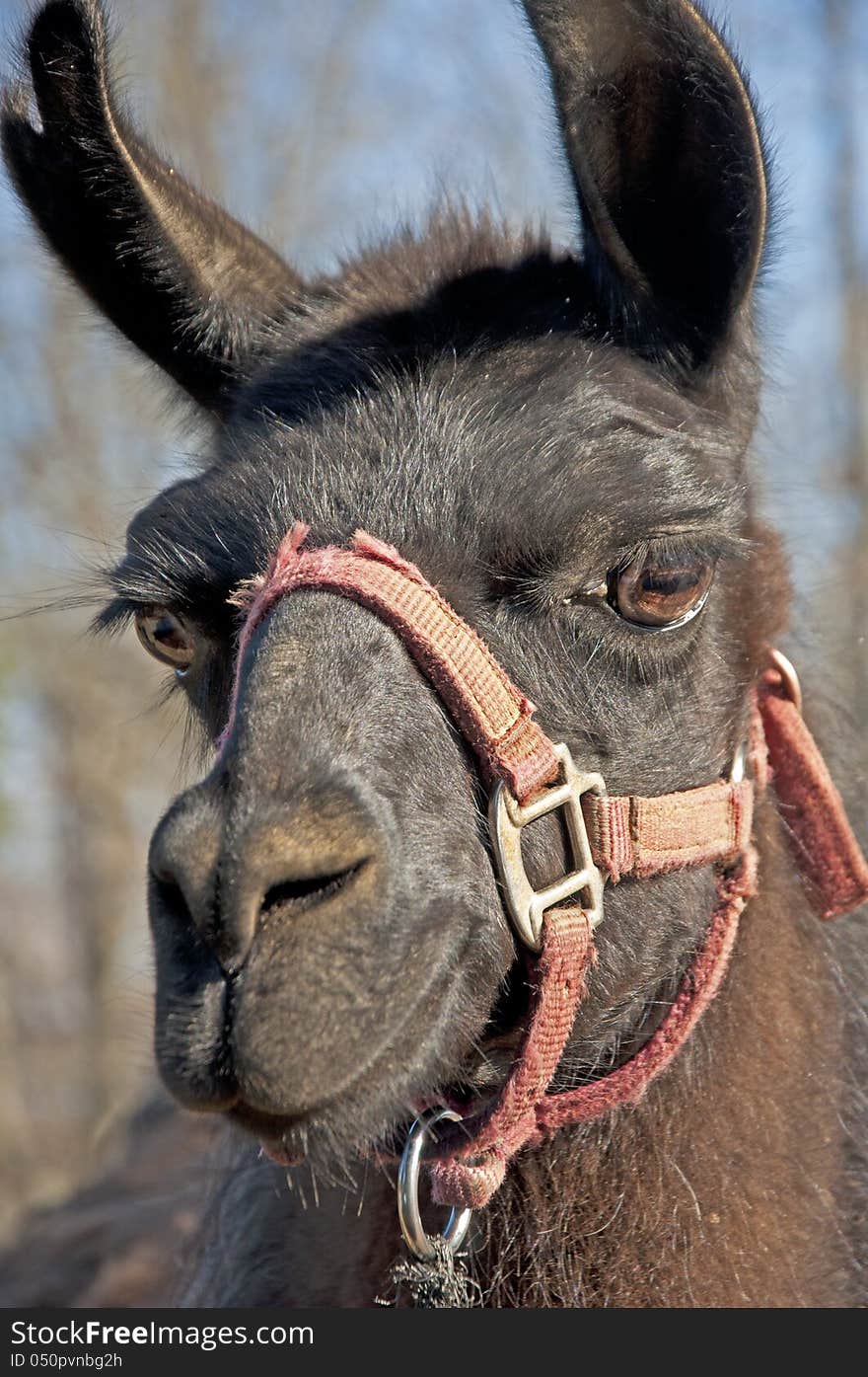 Closeup of a black llama with a red halter.