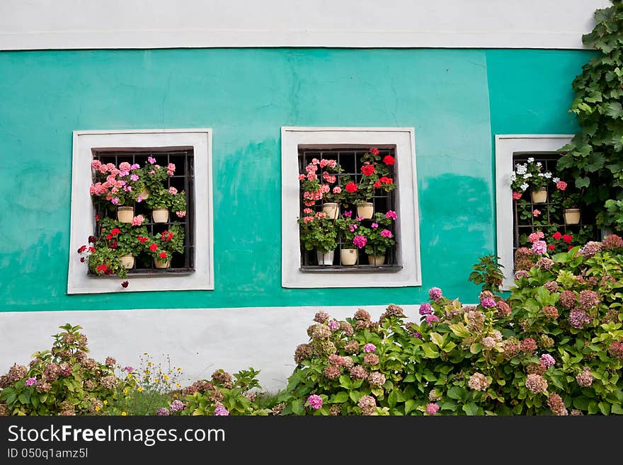 Geraniums in windows