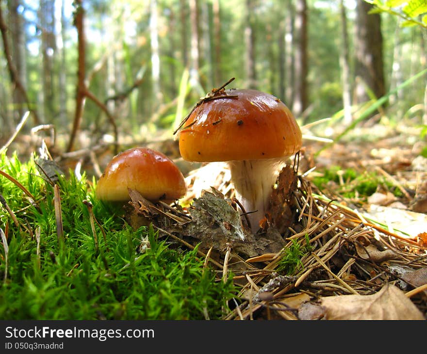 The image of beautiful young fly agaric in the forest