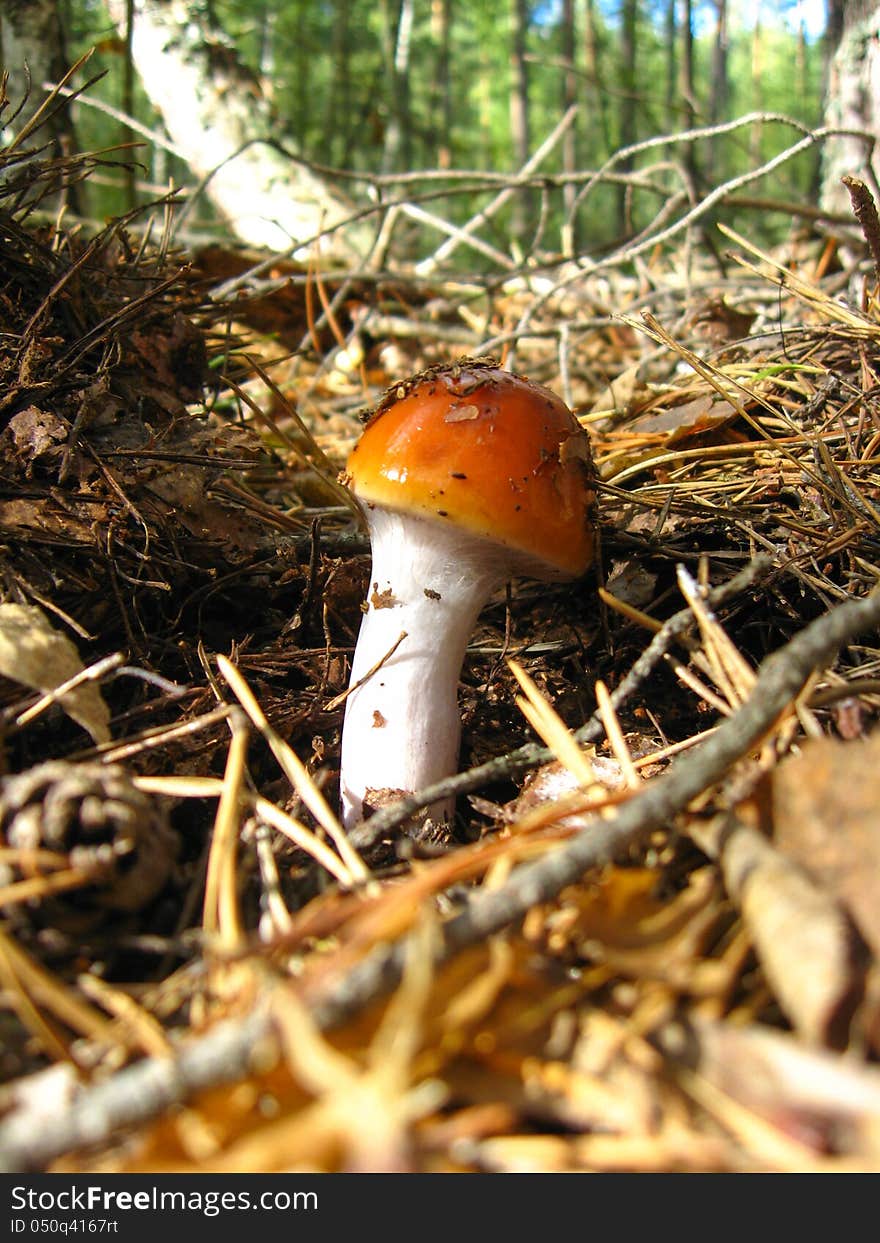 The image of beautiful young fly agaric in the forest