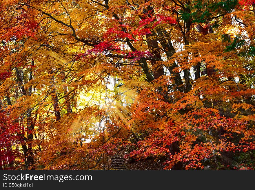 Sunlight streaming through the autumn leaves. Sunlight streaming through the autumn leaves.