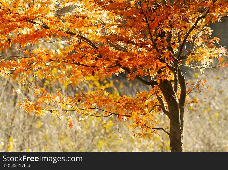 Sunlight streaming through the autumn leaves.