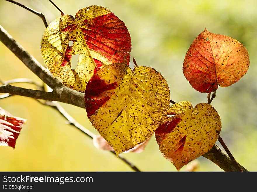 Autumn tree with foliage in the background. Autumn tree with foliage in the background.