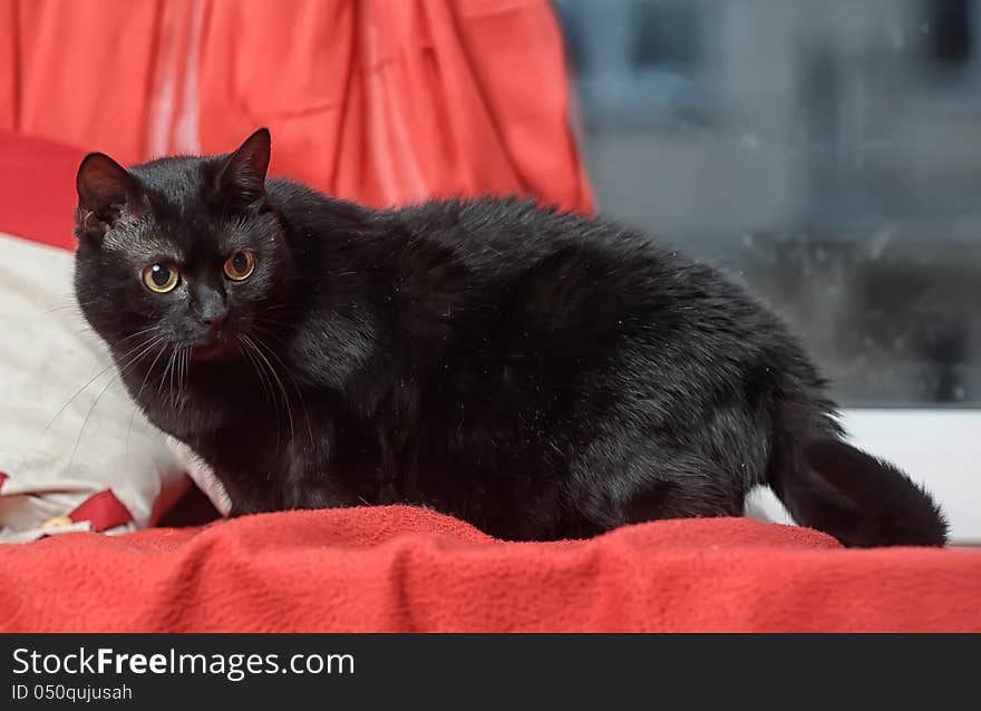 Black Cat On A Red