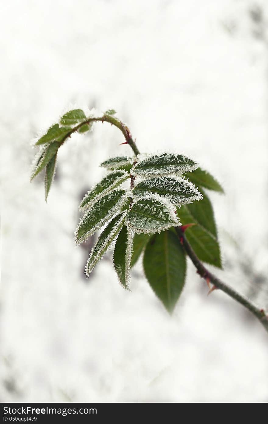 Rose leaves in hoarfrost.