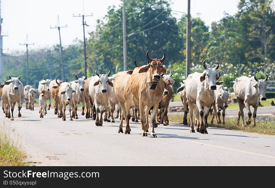 Cows on the road