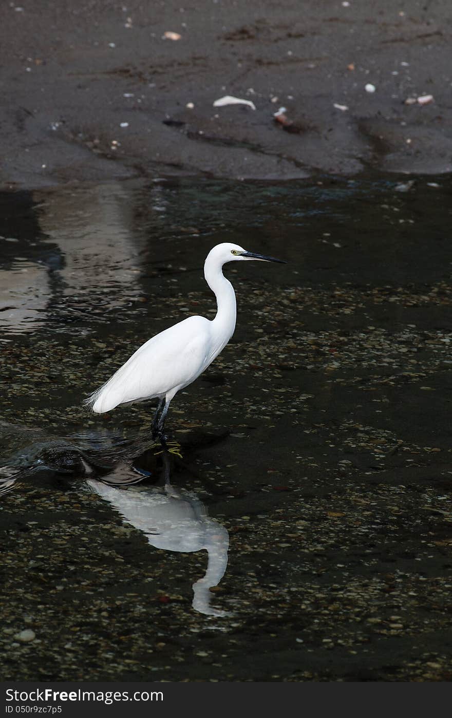 White egret