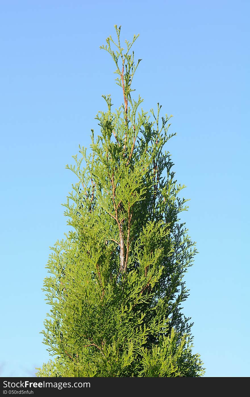 A green thuja tree against a blue sky background - vertical orientation. A green thuja tree against a blue sky background - vertical orientation