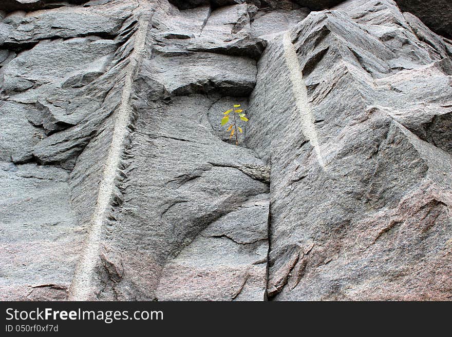 Small green leaves growing through the hard stone face of mountainous trail. Small green leaves growing through the hard stone face of mountainous trail.