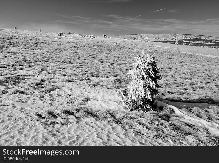 Black & white winter landscape