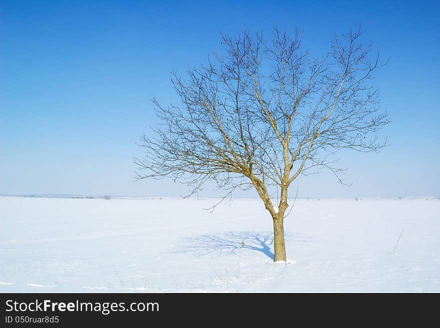 Winter landscape