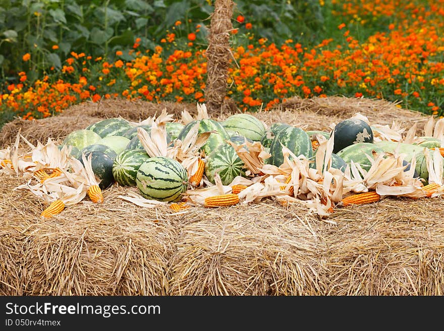 Watermelon and dry corn on a pile of straw .