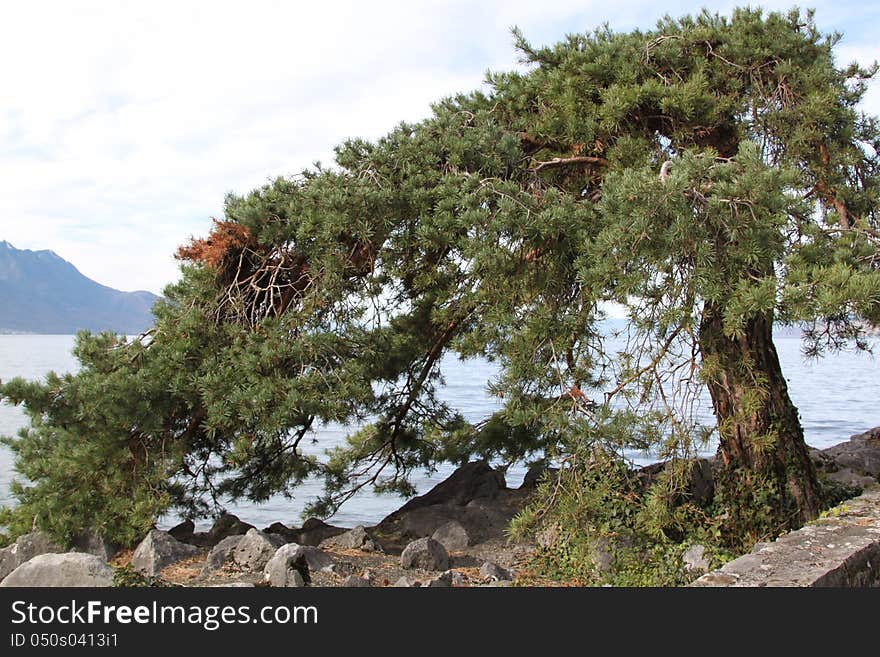 Tree of Montreux, Switzerland, Central Europe, autumn