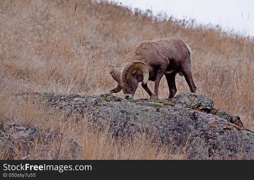 This image of the large big horn ram getting a bite to eat was taken on the Flathead Indian Reservation at a place called Hog Heaven in NW Montana. This image of the large big horn ram getting a bite to eat was taken on the Flathead Indian Reservation at a place called Hog Heaven in NW Montana.