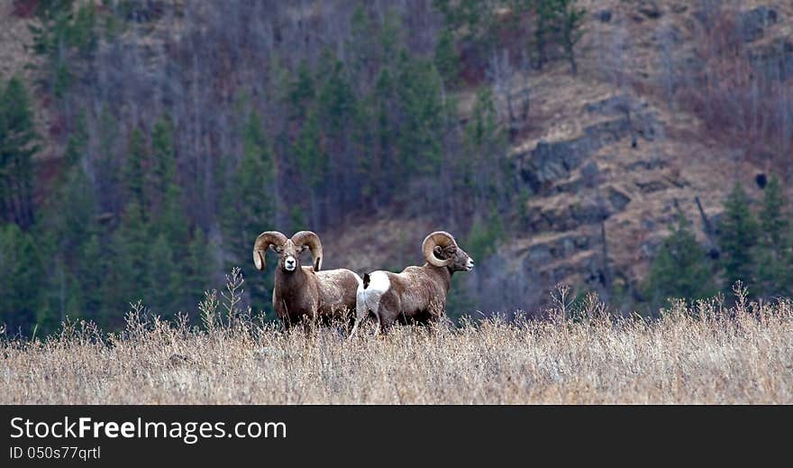 This image of the two large big horn rams in the meadow was taken on the Flathead Indian Reservation at a place called Hog Heaven in NW Montana. This image of the two large big horn rams in the meadow was taken on the Flathead Indian Reservation at a place called Hog Heaven in NW Montana.