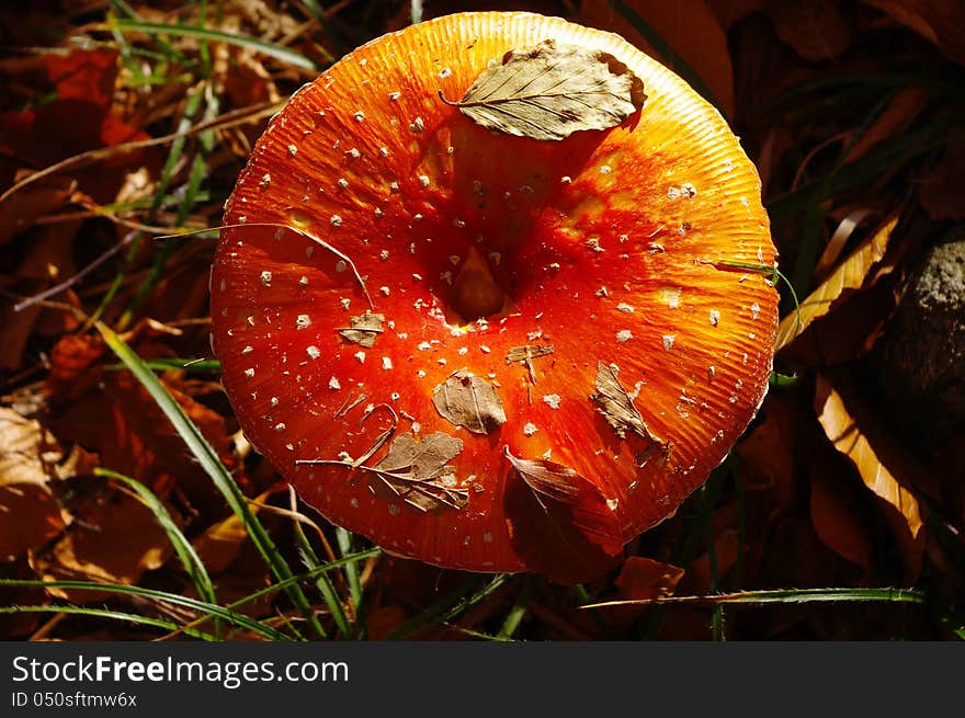 Red fly agaric in Forest, Bulgaria