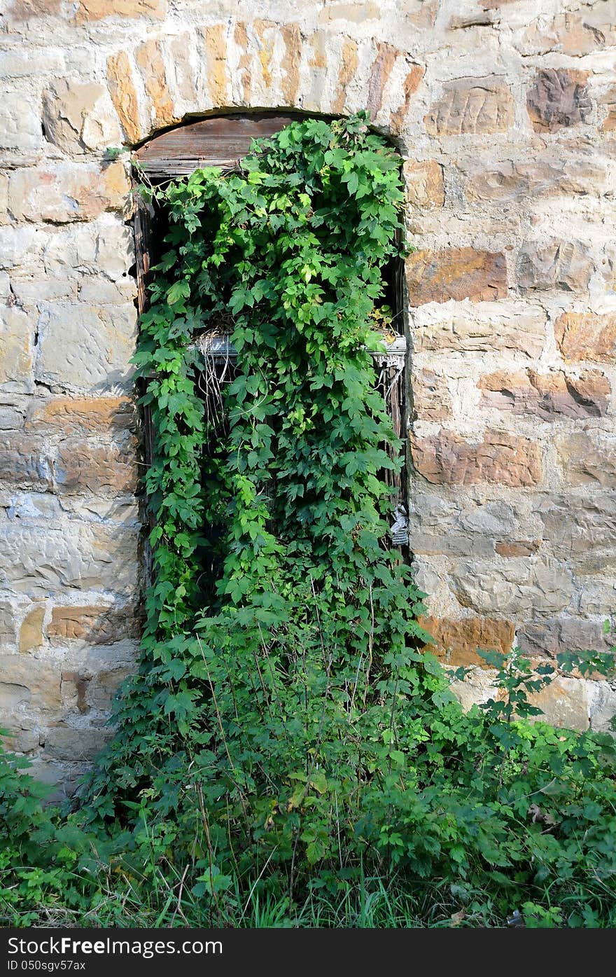 Abandoned Mill Overgrown Window