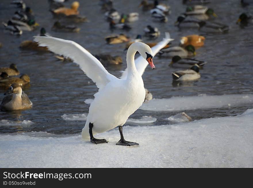 The plumage of swans on the coloring is either pure white, or gray, or black. The scope of their wings is about two meters, and weight can not exceed 15 kg. Feet rather short, making swans, moving on the ground, make a few awkward impression. The plumage of swans on the coloring is either pure white, or gray, or black. The scope of their wings is about two meters, and weight can not exceed 15 kg. Feet rather short, making swans, moving on the ground, make a few awkward impression.