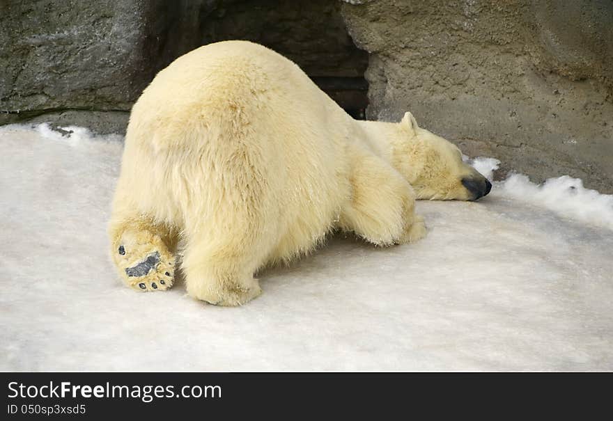 Polar bear