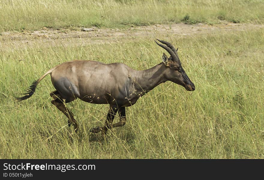 Run of Antelope Topi