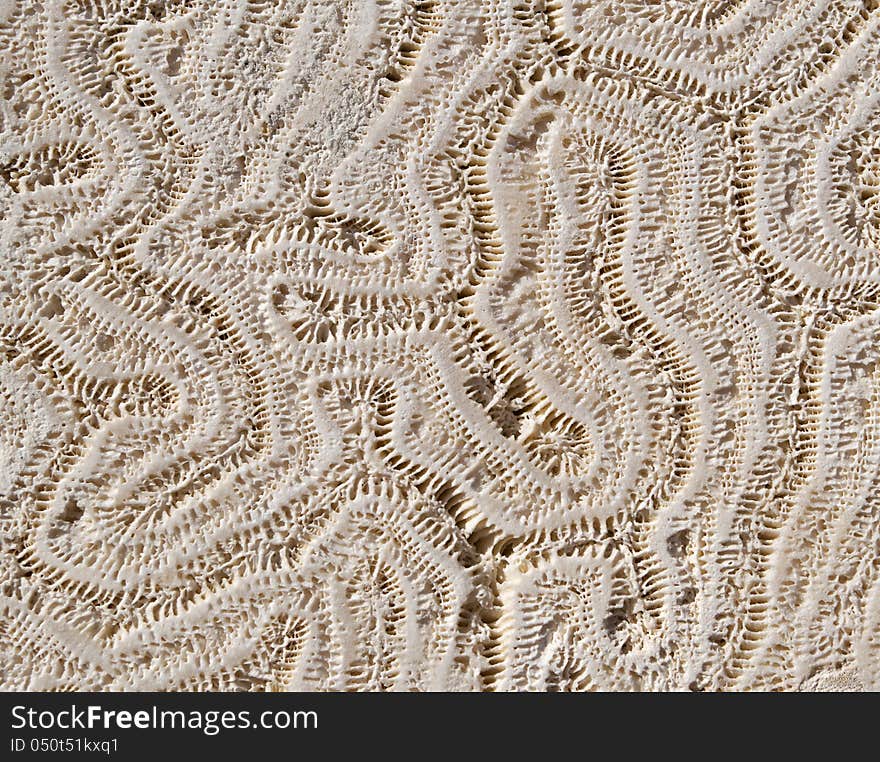 Texture of the natural coral wall. Texture of the natural coral wall