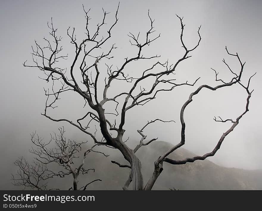 A capture of a fire ravaged manzanita tree in the Angeles Forest. A capture of a fire ravaged manzanita tree in the Angeles Forest.