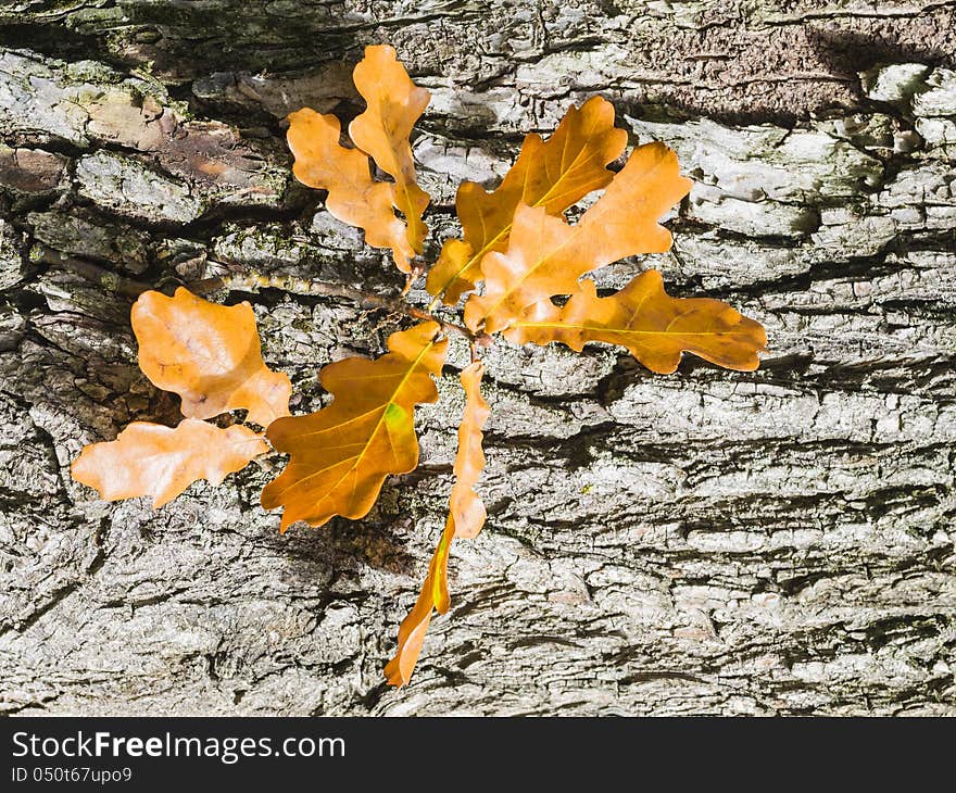 Autumnal oak leaves  on oak bark background