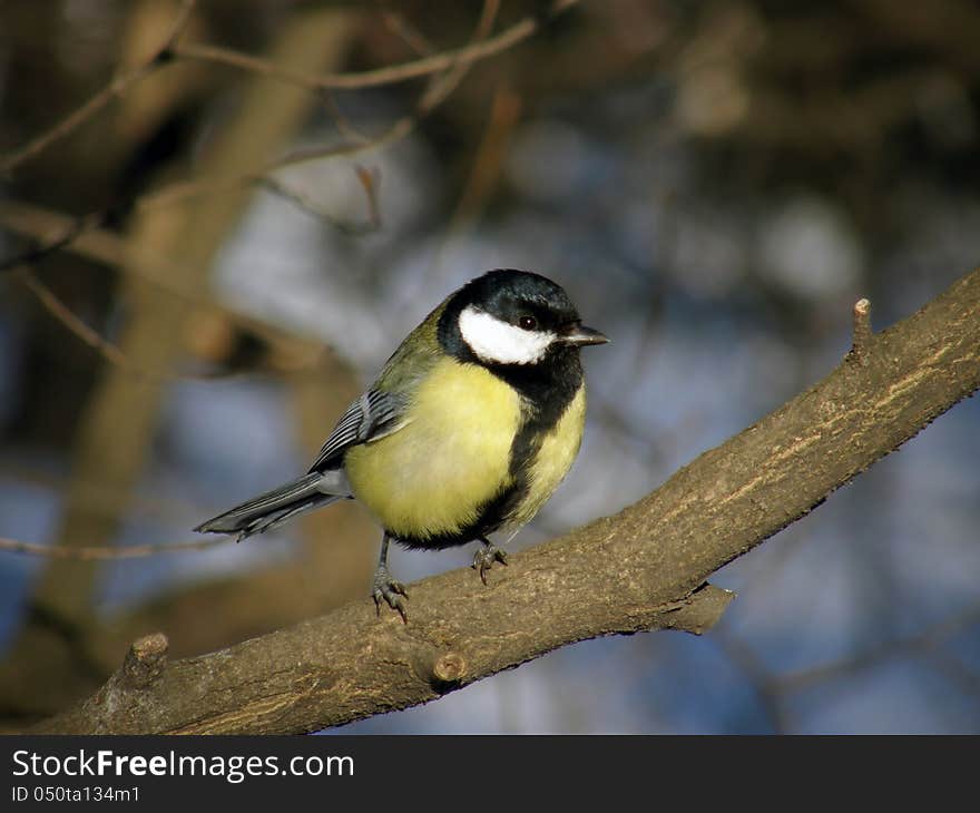 Titmouse on branch