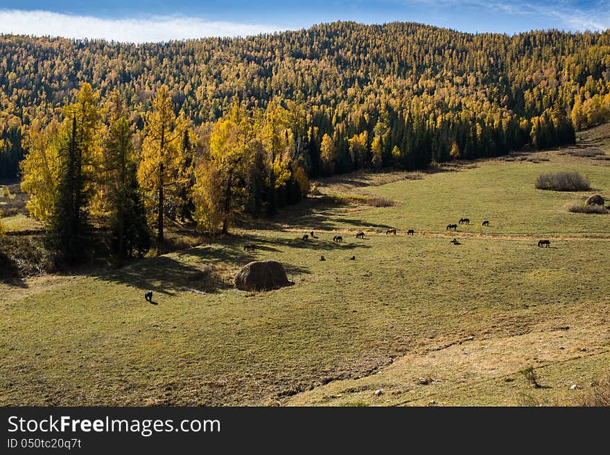 Scenery of grassland of Xinjiang, China