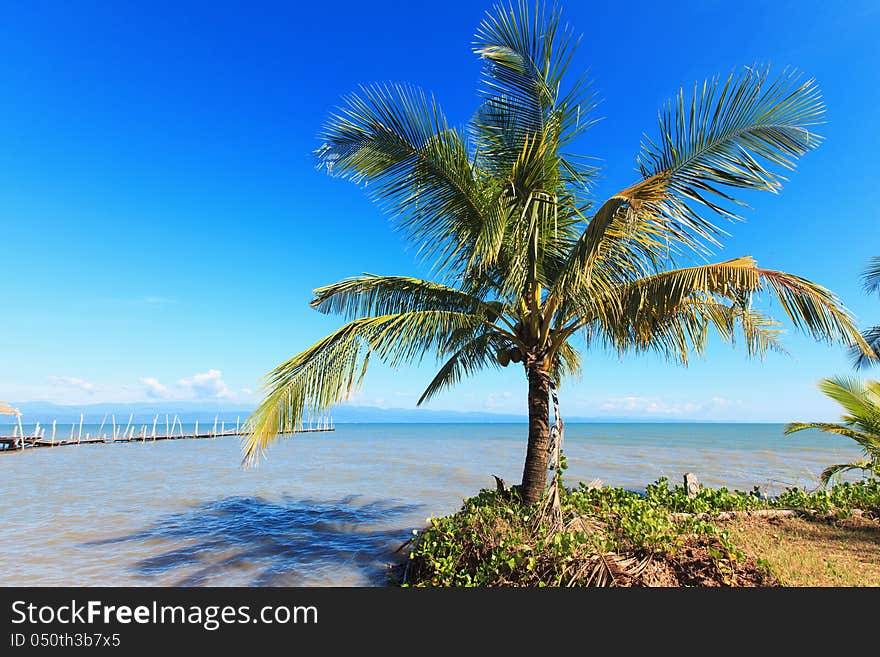 Tropical landscape. Coconut palm on the blue sky and sea. Old wooden boat pier.